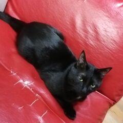 黒猫を探してます