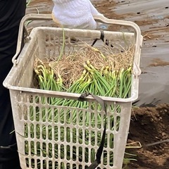 【Agreed👨‍🌾】学生限定バイト❗️❗️❗️お給料+お土産❣️の画像