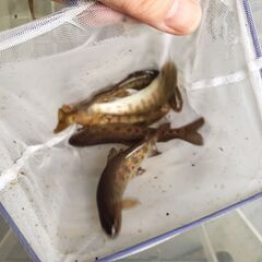 北海道、東北の方　渓流魚を売ってください。