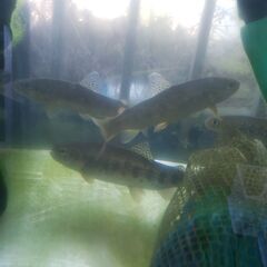 北海道、東北の方　渓流魚を売ってください。 - 町田市