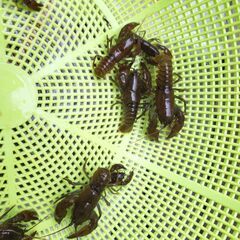 北海道、東北の方　渓流魚を売ってください。 - 買いたい/ください