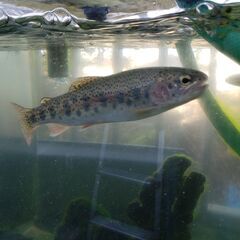 北海道、東北の方　渓流魚を売ってください。 − 東京都