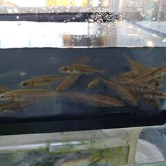 北海道、東北の方　渓流魚を売ってください。 - 助け合い