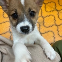 生後2ヶ月くらいの子犬君