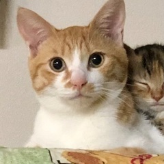 お喋り大好き！猫じゃらし大好き！