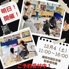 保護猫☆譲渡会in福岡市南区#20匹の保護猫ちゃんが大集合！