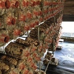 🍄きのこの使用済み菌床🍄畑の肥料などにどうぞ！🌱