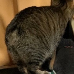 猫が脱走しました(キジトラ) − 福島県