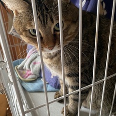 猫が脱走しました(キジトラ)