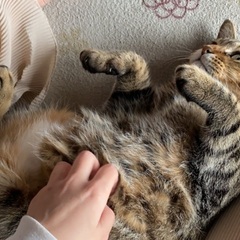 猫が脱走しました(キジトラ) - 福島市