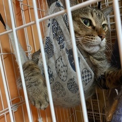 猫が脱走しました(キジトラ) - 手伝って/助けて