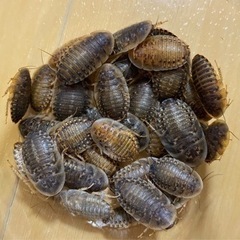 デュビア 約1cm 300円