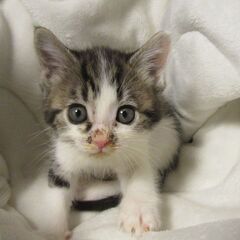 キジトラの女の子　シーちゃん　生後1ヶ月半の子猫です