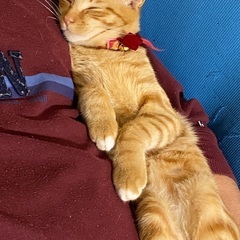 お家見つかりました(｡•ᴗ•｡)♡