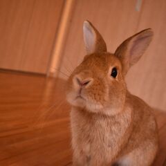 3歳ミニウサギの里親を募集しています