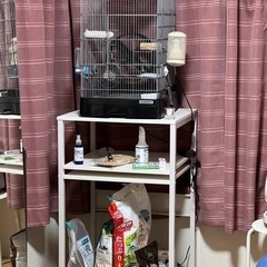 【お持ちします】デグー 飼育セット