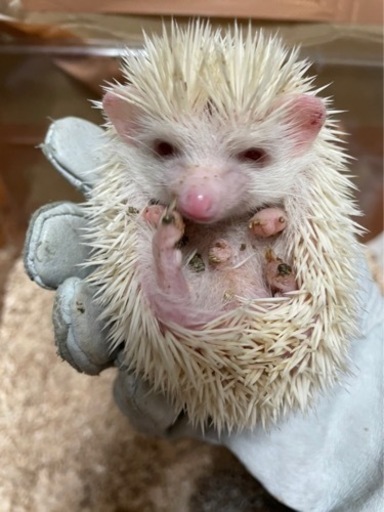 ハリネズミ、フクロモモンガ 販売中！】 (れるぶん) 県庁前の