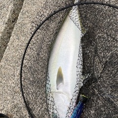 釣り仲間募集　2人ぐらい - 四日市市