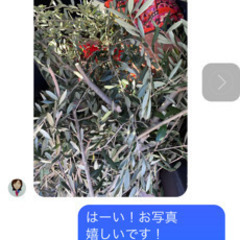 オリーブ　リースやスワッグに