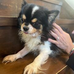 とってもかわいいチワワの男の子「メリー」🥰