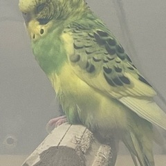 セキセイインコのエルちゃんの里親募集です