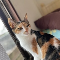 迷子猫※三毛猫※目撃情報求む！