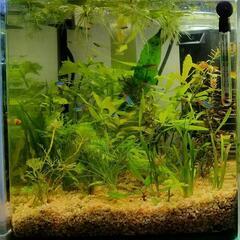 水草各種　お譲りします。【無料】

18回目の画像