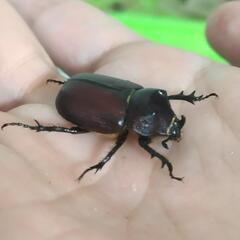 ミツノセスジクリイロサイカブト 幼虫4頭セット