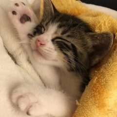可愛い可愛い猫チャンだよー