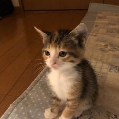 可愛い可愛い猫チャンだよー