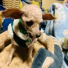 ビビリなおじいちゃん