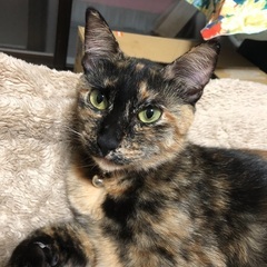 可愛い可愛い猫チャンだよー