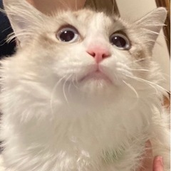 ラグドールのミックスな子