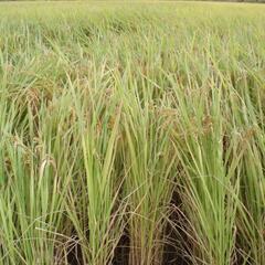 特A自家用減農薬玄米３０ｋｇ令和４年産限定5袋