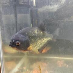②再投稿、熱帯魚、水槽、器具、安く譲ります