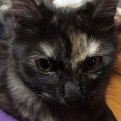 6歳の長毛の黒の成猫を探してください