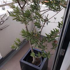オリーブの木　プランター　寄植え　シマトネリコ