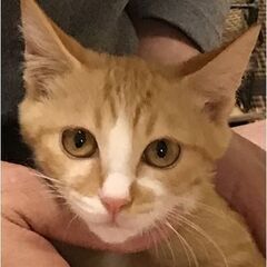 保護猫４匹です。（茶白）