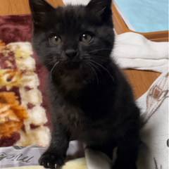 家族が決まりました☺︎【黒猫 双子】生後1ヶ月半 女の子
