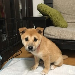 お願いします！可愛い男の子(岡山市保健所)