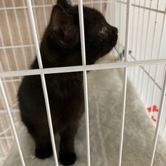 黒猫子猫里親様募集