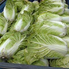 大玉白菜　土日限定