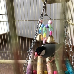 文鳥の里親募集