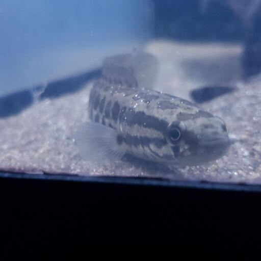 雷魚 カムルチー