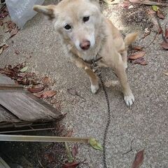 犬を見つけてください。　謝礼3万円