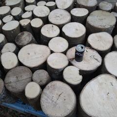 薪割り体験に！広葉樹エノキの丸太。長さ29cm程度。茨城県潮来市。の画像