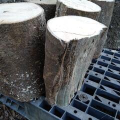 薪割り体験に！広葉樹エノキの丸太。長さ29cm程度。茨城県潮来市。の画像