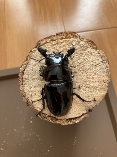 直取のみ　タランドゥスオオツヤクワガタPA