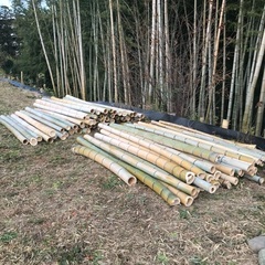 竹　欲しい方差し上げます