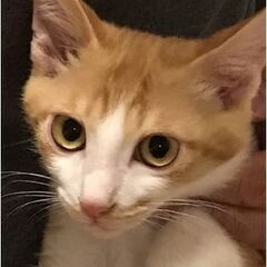 保護猫４匹（茶白）貰って下さい。